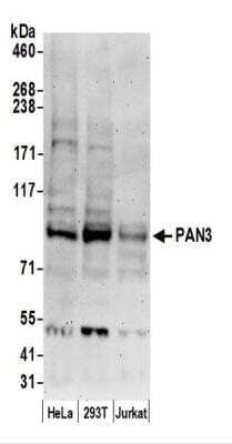 Western Blot PAN3 Antibody