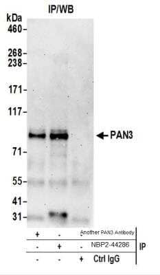 Western Blot PAN3 Antibody