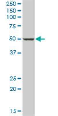 Western Blot: PANK1 Antibody [H00053354-B01P] - K1 MaxPab polyclonal antibody. Western Blot analysis of PANK1 expression in human liver.