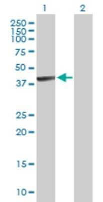 Western Blot: PANK1 Antibody [H00053354-B01P] - Analysis of PANK1 expression in transfected 293T cell line by PANK1 polyclonal antibody.  Lane1:PANK1 transfected lysate(41.03 KDa). Lane2:Non-transfected lysate.