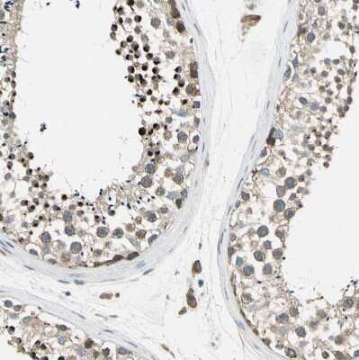 Immunohistochemistry-Paraffin: PANK2 Antibody [NBP1-88295] - Staining of human testis shows moderate cytoplasmic positivity in cells in seminiferous ducts.