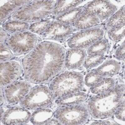 Immunohistochemistry-Paraffin: PANK3 Antibody [NBP3-17749] - Staining of human stomach shows granular cytoplasmic  positivity in glandular cells.