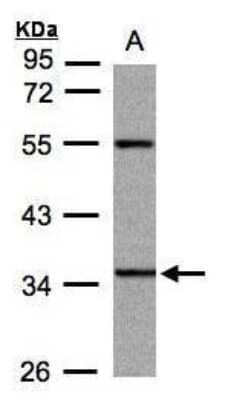 Western Blot: PANK3 Antibody [NBP1-32638] - (30 ug whole cell lysate) Hep G2  10% SDS PAGE diluted at 1:1000