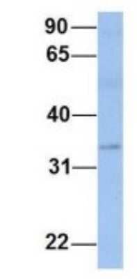 Western Blot: PAOX Antibody [NBP1-70666] - Human Fetal Brain, Antibody Dilution: 1.0 ug/ml.