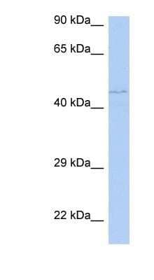 Western Blot PAOX Antibody - BSA Free
