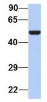 Western Blot PAOX Antibody - BSA Free
