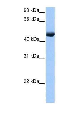 Western Blot PAOX Antibody - BSA Free