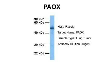 Western Blot PAOX Antibody - BSA Free