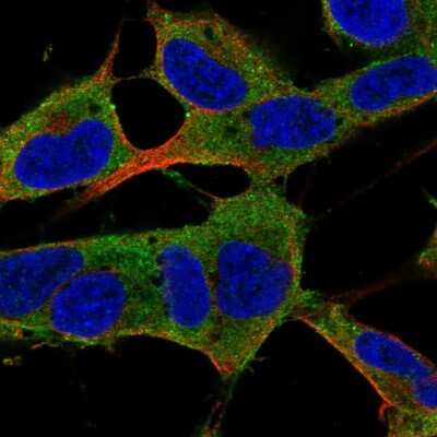 Immunocytochemistry/ Immunofluorescence PAP2 Antibody - BSA Free