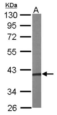 Western Blot: PAP39 Antibody [NBP1-32625] - Sample (50 ug of whole cell lysate) A: mouse liver 10% SDS PAGE; antibody diluted at 1:1000.