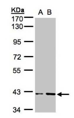 Western Blot: PAP39 Antibody [NBP1-32625] - Sample (30ug whole cell lysate)A:HeLa S3 B:Hep G2  10% SDS PAGE, antibody diluted at 1:1000.