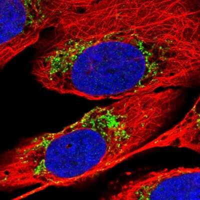 Immunocytochemistry/Immunofluorescence: PAPD1 Antibody [NBP2-55422] - Staining of human cell line U-2 OS shows localization to mitochondria.