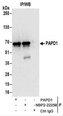 <b>Biological Strategies Validation. </b>Immunoprecipitation: PAPD1 Antibody [NBP2-22258] - Whole cell lysate (1 mg for IP; 20% of IP loaded) from HeLa cells. Antibodies: NBP2-22258 used for IP at 6 ug/mg lysate.  PAPD1 was also immunoprecipitated by another rabbit anti-PAPD1 antibody.  For blotting immunoprecipitated PAPD1, NBP2-22258 was used at 1 ug/ml.   Detection: Chemiluminescence with an exposure time of 30 seconds.