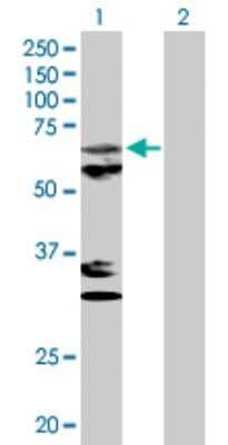 Western Blot: PAPD1 Antibody [H00055149-D01P] - Analysis of MTPAP expression in transfected 293T cell line by MTPAP polyclonal antibody.Lane 1: PAPD1 transfected lysate(66.20 KDa).Lane 2: Non-transfected lysate.