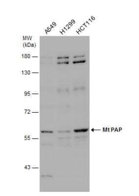 Western Blot: PAPD1 Antibody [NBP2-19689] - Various whole cell extracts (30 ug) were separated by 7.5% SDS-PAGE, and the membrane was blotted with Mt PAP antibody [N1C1] diluted at 1:3000.