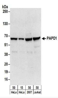 Western Blot: PAPD1 Antibody [NBP2-22258] - Whole cell lysate from HeLa (15 and 50 ug), 293T (50 ug), and Jurkat (50 ug) cells. NBP2-22258 used for WB at 0.1 ug/ml.  Detection: Chemiluminescence with an exposure time of 30 seconds.