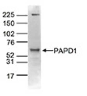 Western Blot: PAPD1 Antibody [NBP3-18648] - Figure 2. Western blot analysis using the antibody directed against PAPD1 Whole cell extracts of U2OS cells (80 ug) were analysed by Western blot using the antibody against PAPD1 diluted 1:1,000 in TBS-Tween containing 5% skimmed milk. The position of the protein of interest is indicated on the right (expected size: 66 kDa); the marker (in kDa) is shown on the left.