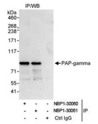 Immunoprecipitation PAPOLG Antibody