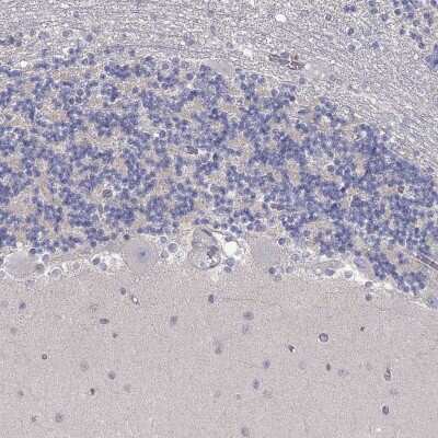 Immunohistochemistry-Paraffin: PAPSS2 Antibody [NBP3-17062] - Staining of human cerebellum shows low expression as expected.