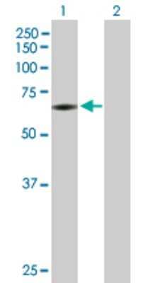 Western Blot: PAPSS2 Antibody [H00009060-B01P] - Analysis of PAPSS2 expression in transfected 293T cell line by PAPSS2 polyclonal antibody.  Lane 1: PAPSS2 transfected lysate(67.54 KDa). Lane 2: Non-transfected lysate.