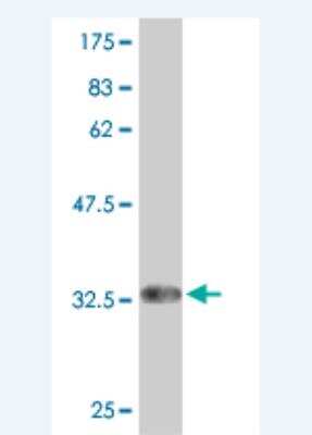 Western Blot: PAQR5 Antibody (1F4) [H00054852-M01] - Detection against Immunogen (31.61 KDa) .