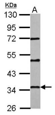 Western Blot: PAQR6 Antibody [NBP2-19694] - Sample (50 ug of whole cell lysate) A: Mouse Brain, 10% SDS PAGE gel, diluted at 1:1000.