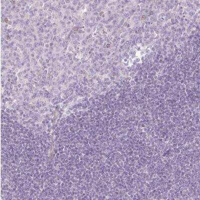 Immunohistochemistry-Paraffin PAQR9 Antibody - BSA Free