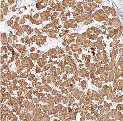 Immunohistochemistry-Paraffin PAQR9 Antibody - BSA Free