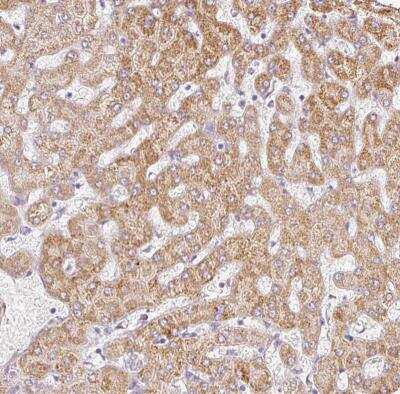 Immunohistochemistry-Paraffin PAQR9 Antibody - BSA Free