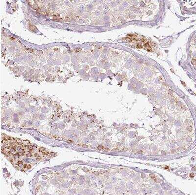 Immunohistochemistry-Paraffin PAQR9 Antibody - BSA Free