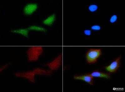 Immunocytochemistry/Immunofluorescence: PAR1/Thrombin Receptor Antibody (N2-11) - Azide and BSA Free [NBP2-80904] - Thrombin Receptor antibody was tested in HeLa cells with FITC (green). Nuclei and actin were counterstained with DAPI (blue) and Phalloidin (red). Image from the standard format of this antibody.