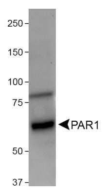 Western Blot: PAR1/Thrombin Receptor Antibody (N2-11) - Azide and BSA Free [NBP2-80904] - Analysis of PAR1 in whole cell lysate of Neuro2A cell line using 4ug/ml concentration of PAR1 antibody (clone N2-11). The antibody detected a strong band at ~60kDa position and another light band at ~80kDa, both of which appears to be the glycosylated forms of PAR1 protein. Image from the standard format of this antibody.