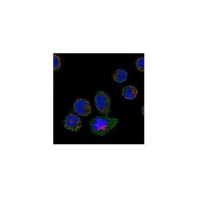 Immunocytochemistry/Immunofluorescence: PAR4 Antibody [NBP3-17410] - Staining of human cell line HEL shows localization to plasma membrane.