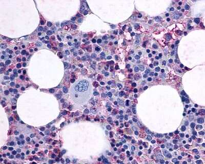 Immunohistochemistry-Paraffin: PAR4 Antibody [NLS1309] - Analysis of anti-F2RL3 / PAR4 antibody with human bone marrow at 5 ug/ml.