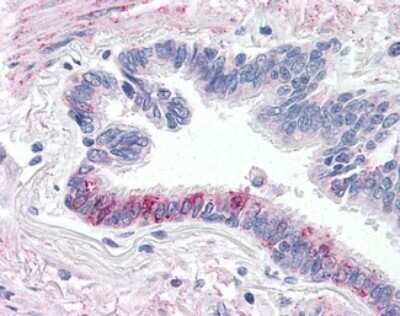 Immunohistochemistry-Paraffin: PAR4 Antibody [NLS1311] - Analysis of anti-F2RL3 / PAR4 antibody with human lung, respiratory epithelium.
