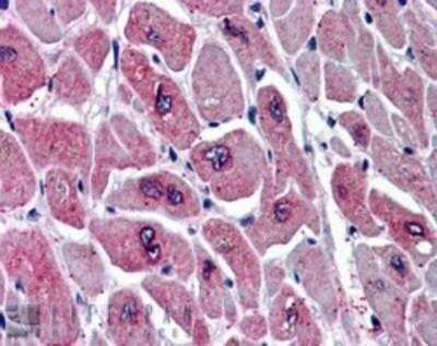 Immunohistochemistry-Paraffin: PARD6A Antibody [NB300-953] - (5ug/ml) staining of paraffin embedded Human Heart. Steamed antigen retrieval with citrate buffer pH 6, AP-staining.