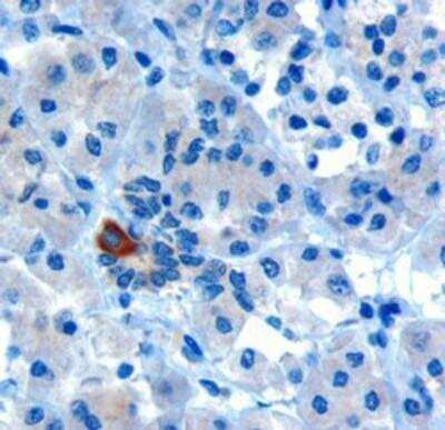 Immunohistochemistry-Paraffin: PARD6A Antibody [NB300-953] - (10ug/ml) staining of paraffin embedded Human Human Pancreas. Microwaved antigen retrieval with Tris/EDTA buffer pH9, HRP-staining.