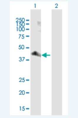 Western Blot: PARD6A Antibody [H00050855-B01P-50ug] -  Analysis of PARD6A expression in transfected 293T cell line (H00050855-T01) by PARD6A MaxPab polyclonal antibody.  Lane 1: PARD6A transfected lysate(37.95 KDa). Lane 2: Non-transfected lysate.