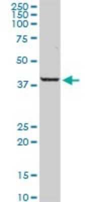 Western Blot: PARD6A Antibody [H00050855-D01P] - Analysis of PARD6A expression in mouse kidney.