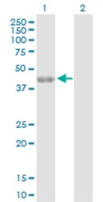 Western Blot: PARD6A Antibody [H00050855-D01P] - Analysis of PARD6A expression in transfected 293T cell line by PARD6A polyclonal antibody.Lane 1: PARD6A transfected lysate(37.30 KDa).Lane 2: Non-transfected lysate.