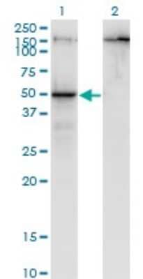 Western Blot: PARD6B Antibody (1C4) [H00084612-M01] - Analysis of PARD6B expression in transfected 293T cell line by PARD6B monoclonal antibody (M01), clone 1C4.Lane 1: PARD6B transfected lysate(41.2 KDa).Lane 2: Non-transfected lysate.