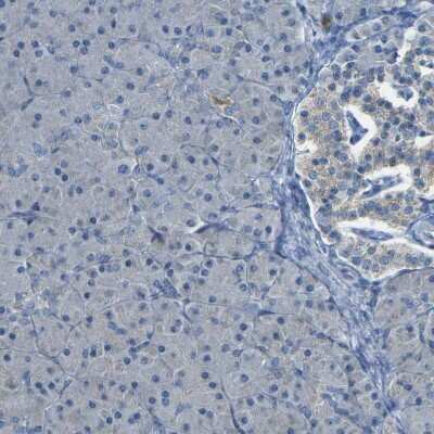 Immunohistochemistry-Paraffin: PARD6B Antibody [NBP1-87337] - Staining of human pancreas shows very weak positivity in exocrine glandular cells.