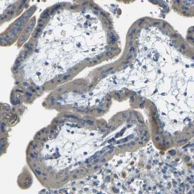 Immunohistochemistry-Paraffin: PARD6B Antibody [NBP1-87337] - Staining of human placenta shows weak cytoplasmic positivity in trophoblastic cells.