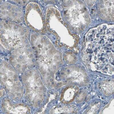 Immunohistochemistry-Paraffin: PARD6B Antibody [NBP1-87337] - Staining of human kidney shows weak to moderate cytoplasmic positivity in cells in tubules.