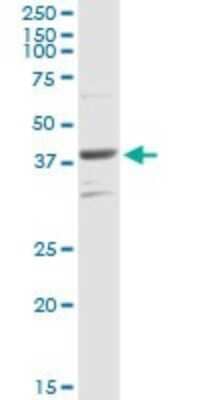 Western Blot: PARD6B Antibody [H00084612-D01P] - Analysis of PARD6B expression in mouse liver.