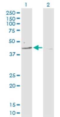 Western Blot: PARD6B Antibody [H00084612-D01P] - Analysis of PARD6B expression in transfected 293T cell line by PARD6B polyclonal antibody.Lane 1: PARD6B transfected lysate(41.20 KDa).Lane 2: Non-transfected lysate.