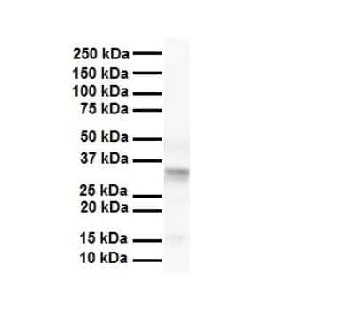 Western Blot: PARD6B Antibody [NBP3-10560] - Western blot analysis of PARD6B in Human liver. Antibody dilution at 1 ug/mL