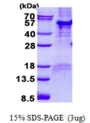 SDS-Page: PARD6B Protein [NBP2-23315]