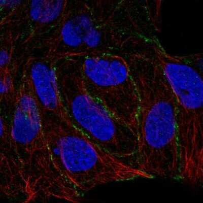 Immunocytochemistry/Immunofluorescence: PARD6G Antibody [NBP2-30757] - Staining of human cell line RT4 shows localization to plasma membrane. Antibody staining is shown in green.