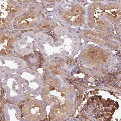 Immunohistochemistry-Paraffin: PARD6G Antibody [NBP2-30757] - Staining of human kidney shows moderate cytoplasmic positivity in cells in tubules, cells in glomeruli were strongly stained.